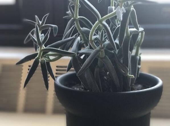 传iPad Pro量产困难 将推迟至明年二季度发布